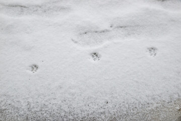 Beautiful ginger cat walking down the snowy street in winter