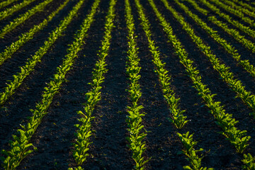 Rows young corn seedlings growing on field in black soil. Sprouting corn agriculture on a field in sunset. Sprouts of corn. Maize grows in chernozem planted in spring.