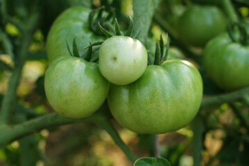 green tomatoes in a greenhouse