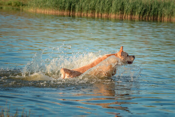 A beautiful thoroughbred fawn labrador swims in the lake in sunny weather.