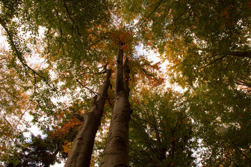 Jesienny wysoki las liściasty w górach na tle nieba