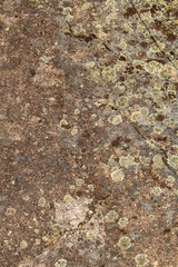 autumn leaves on the stone