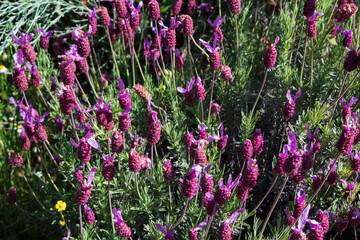 Obraz premium flowers in the field