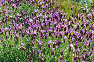 Naklejka premium flowers in the field