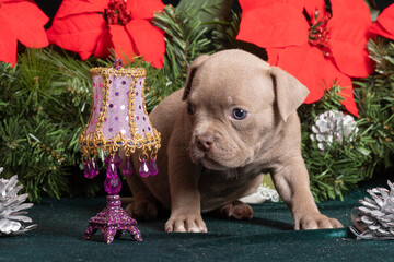 Little cute American Bully puppy sitting next to Christmas tree branches decorated with red...