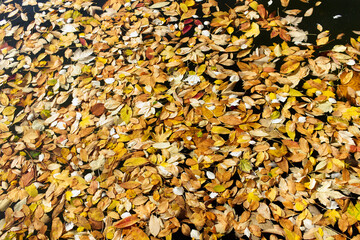 variegated autumn leaves floating in a pond