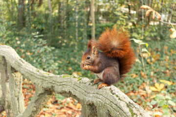 red squirrel (Sciurus vulgaris) eating nuts in a park