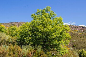 trees in the mountains