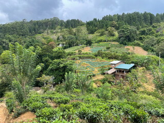 Spectacular view of trees and green plants in Ella rock at Uva Province in Sri Lanka