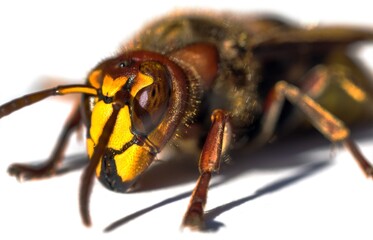 hornet in latin Vespa crabro isolated on white