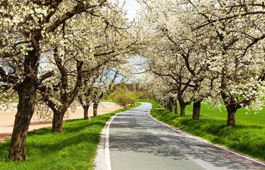 Fototapeta na wymiar road and alley of flowering cherry trees Prunus cerasus