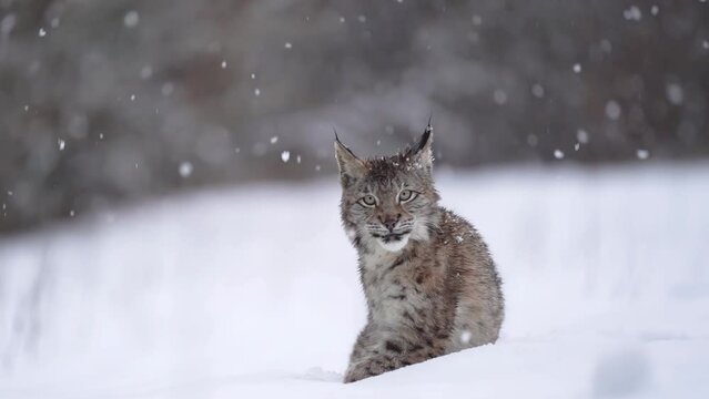 Lynx sitting in the snow in heavy snowfall. At the end coming frontally into the frame. Winter theme with wild nature. Lynx lynx. Snowing with big cat animal. Slow motion
