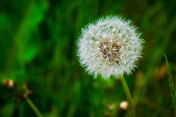 The dandelion