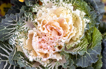 glorious ornamental cabbage kale plant in park garden outside beautiful purple ivory colors close up.flowering kale leaves 
