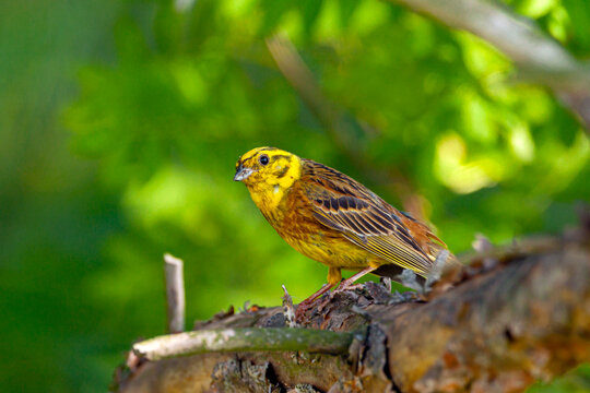 The yellowhammer (Emberiza citrinella) is a passerine bird in the bunting family that is native to Eurasia and has been introduced to New Zealand and Australia.