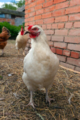 A close-up chicken walks through the village