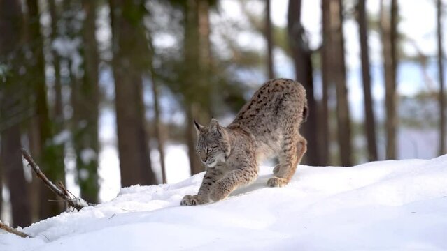 Eurasian lynx walking on the snow in the winter forest and stretching back with claw pulling out. Wild animal, mid size big cat. Lynx lynx. Slow motion
