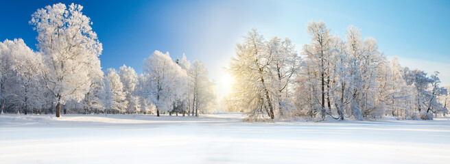 Panorama of beautiful winter park - 553286204