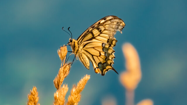 Papilio machaon, common yellow swallowtail butterfly, at the famous Schmittenhoehe summit, Zell am See, Salzburg, Austria