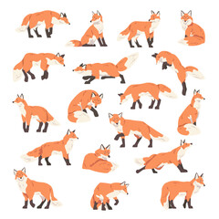 Red Fox with Bushy Tail and Black Paws in Different Pose Big Vector Set