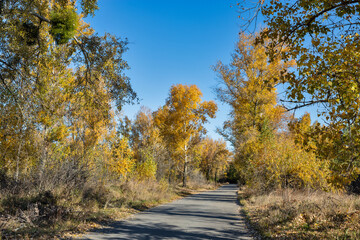 Empty road going into the autumn forest