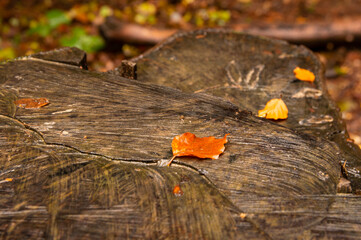 Pień ściętego drzewa w jesiennym lesie z liśćmi w barwach jesieni w deszczowy dzień