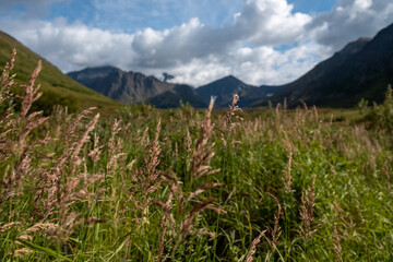 Fototapeta premium Alaska landscape