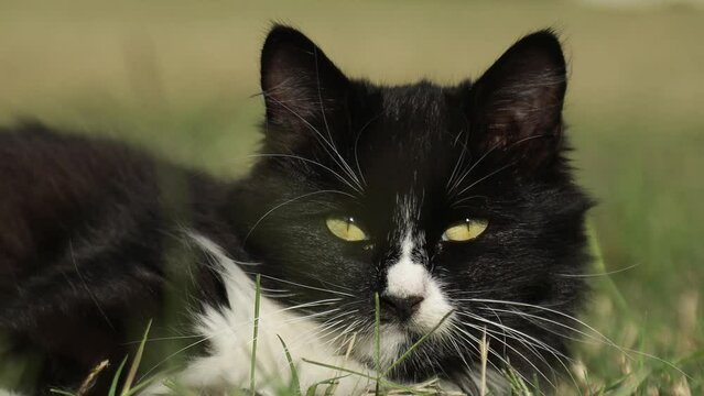 A cute street cat lies in the grass and purrs against the backdrop of a city park