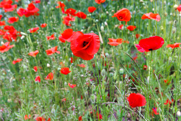 Fototapeta na wymiar beautiful field of poppies in the countryside