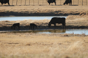 Black angus beef cattle on Texas ranch grazing in pasture during winter season.