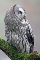 close-up of a great grey owl (Strix nebulosa)