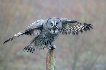 close-up of a great grey owl (Strix nebulosa)