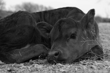 Baby cow resting closeup on farm.