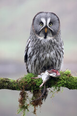 close-up of a great grey owl (Strix nebulosa)