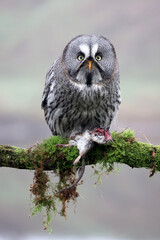 close-up of a great grey owl (Strix nebulosa)