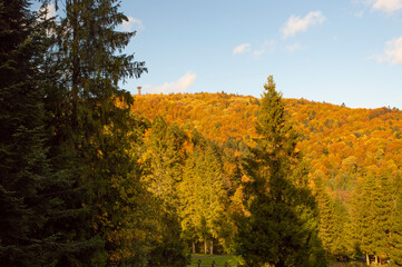 Góra Jeleniowate w Mucznym w Bieszczadach jesienią