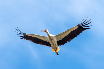 European white stork, Ciconia ciconia flying at Los Barruecos, Malpartida de Caceres, Extremadura, Spain.