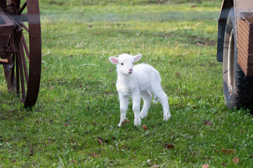 Lamb grazing in a field