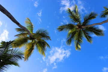Obraz na płótnie Canvas Palm trees on sky