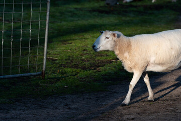 Sheep walking in the field