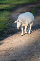Sheep walking in the field