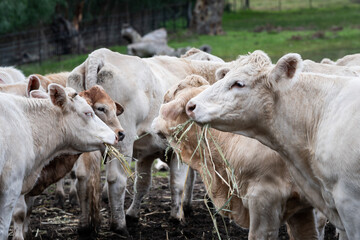 Herd of cows eating hay on farm