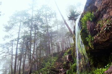 foggy forest with waterfall and moss covered rocks in sierra madre occidental, in mexiquillo...