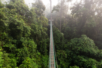 Treetop canopy walkway in Danum Valley primary jungle Lahad Datu Sabah Borneo Malaysia