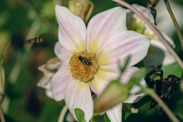 flower flies on dahlia flower drinking nectar