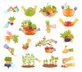 Hands Harvesting Gathering Ripe Fruit and Vegetables Big Vector Set