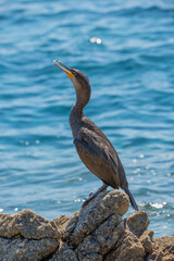 CORMORÁN GRANDE EN ZONAS ROCOSAS DE LA COSTA