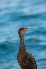 CORMORÁN GRANDE EN ZONAS ROCOSAS DE LA COSTA