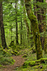 The Daniells Track in Lewis Pass National Park, South Island, New Zealand, leads through a fairytale forest of red beeches and moss-covered boulders.
