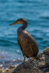 CORMORÁN GRANDE EN ZONAS ROCOSAS DE LA COSTA